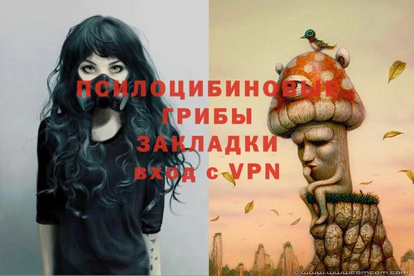индика Сосновый Бор